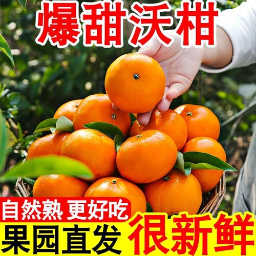 云南沃柑无渣纯甜大果产地直发
