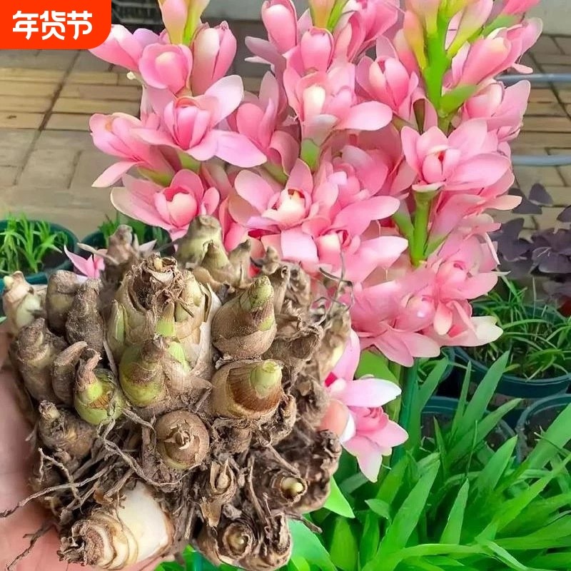 浓香型晚香玉重瓣种球多年生阳台室内花卉盆栽耐寒耐热绿植开花