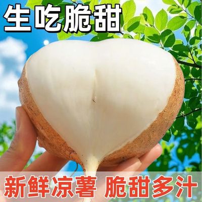 广西新鲜凉薯10斤门地瓜农家自种现挖红薯白地瓜番薯当季蔬菜
