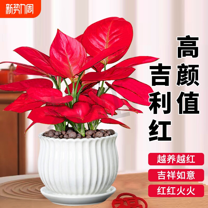 吉利红盆栽如意室内旺宅花卉绿植好养桌面植物客厅摆放办公室水培
