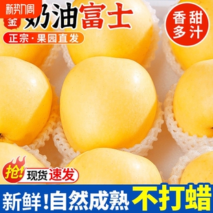 山东烟台黄金奶油富士苹果新鲜水果当季 整箱维纳斯10斤产地直发