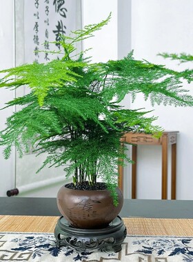 文竹创意舍得盆绿纱盆桌面小盆景办公室茶桌绿植盆栽中式禅意风