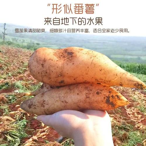 正宗云南天山雪莲果黄心大果新鲜水果应季整箱批发价包邮红心好果