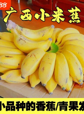 [精选]广西正宗小米蕉现摘新鲜小香蕉软糯香甜自然熟孕妇水果整箱