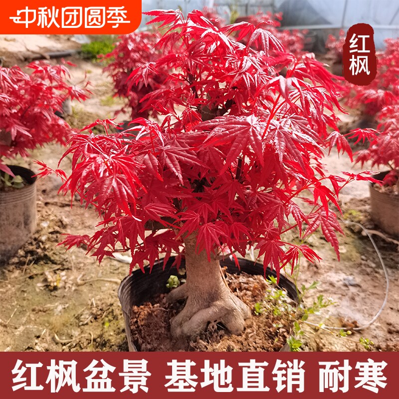 日本红枫盆景原生矮霸红舞姬老桩四季红枫树盆栽室内阳台庭院植物图片