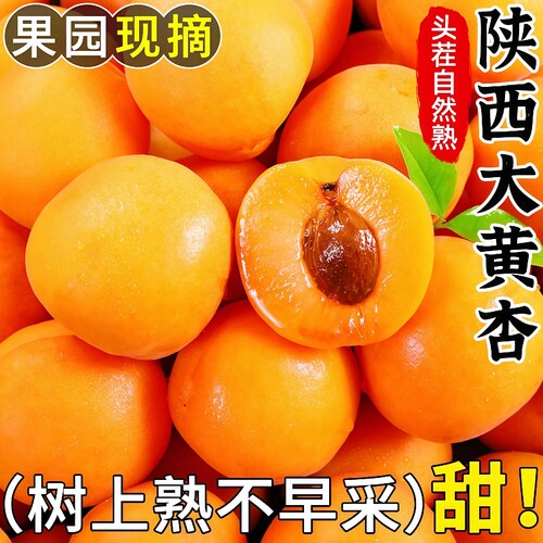 现摘杏子水果新鲜大黄杏金太阳杏应季水果孕妇可食酸脆水果整箱