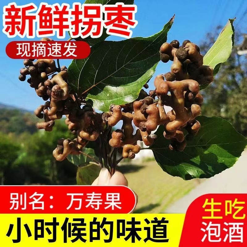 【现货】拐枣新鲜生吃25年秦岭野生现摘万寿果枳椇子泡酒鸡爪梨
