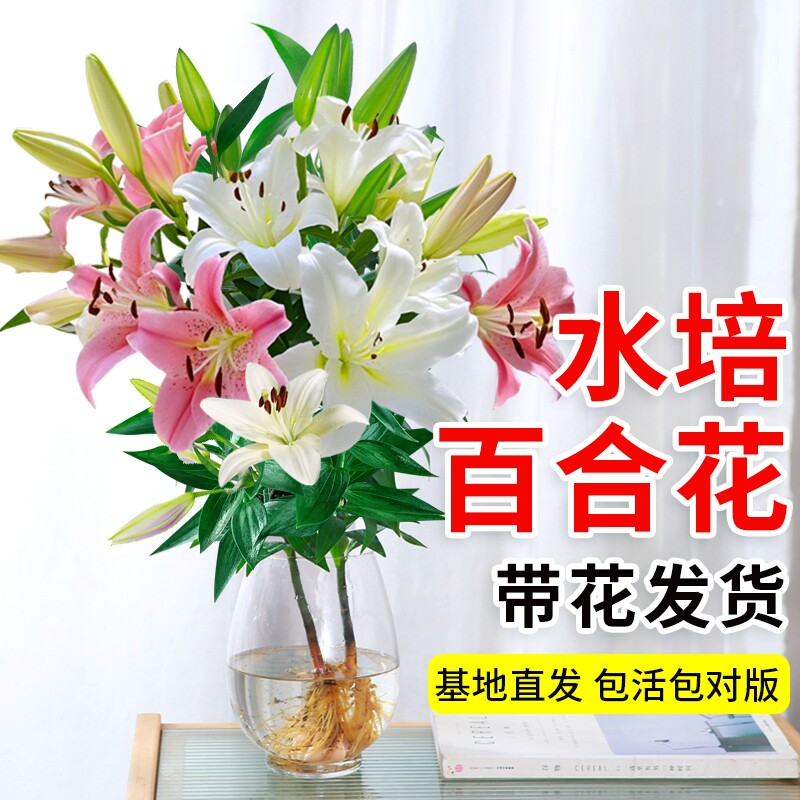 百合鲜花水培植物香水百合花种球盆栽带花苞花卉植物室内花好养