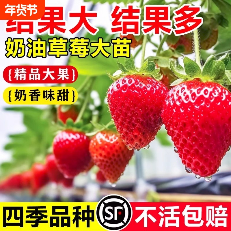 奶油草莓苗盆栽带盆带土种籽子可食用红颜四季结果阳台种植新苗秧,鲜花速递/花卉仿真/绿植园艺,果树,淘宝优惠券,粉丝福利购,淘宝优惠卷