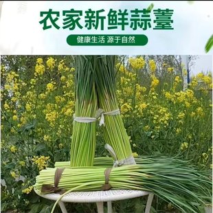农家头茬蒜苔鲜嫩时令蒜苗红帽白帽儿童孕妇不挑味鸡蛋腊肉蒜薹