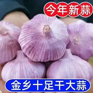 山东金乡原产地直发大蒜当季 大蒜头干货炒菜调味辛辣味浓郁