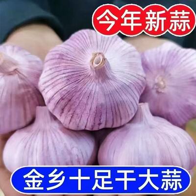 今年新干蒜头农家大蒜头新鲜干蒜种紫白皮当季蔬菜做腊八蒜自种