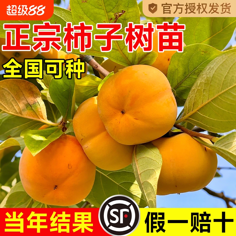无核脆甜柿子树果苗嫁接庭