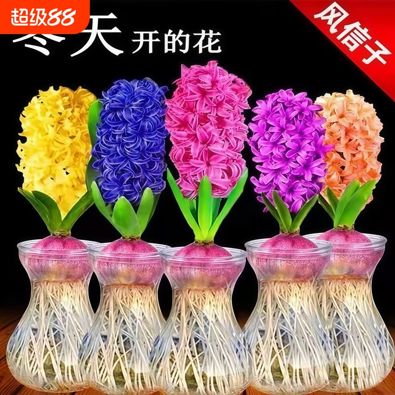 风信子种球水培植物室内绿植物种球盆栽耐寒水养郁金香花卉土培套