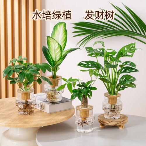 水培懒人绿植发财树金钻