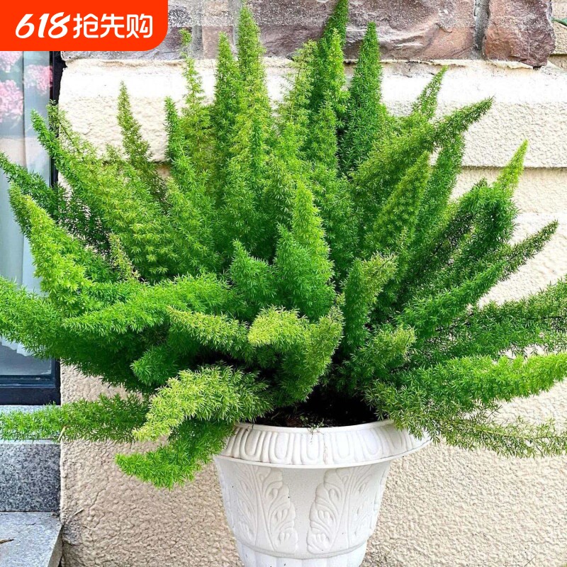 四季造景养九尾狐花卉庭院花园室内狐尾植物盆栽绿植客厅阳台观叶
