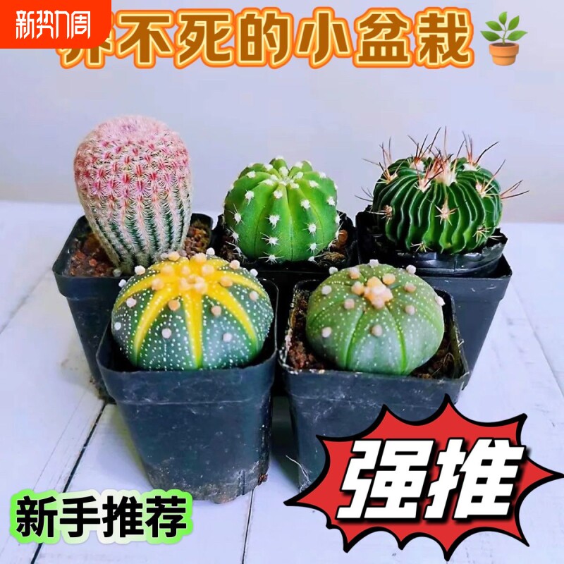 仙人球盆栽仙人掌多肉植物室内新手好养活绿植办公室桌面阳台客厅