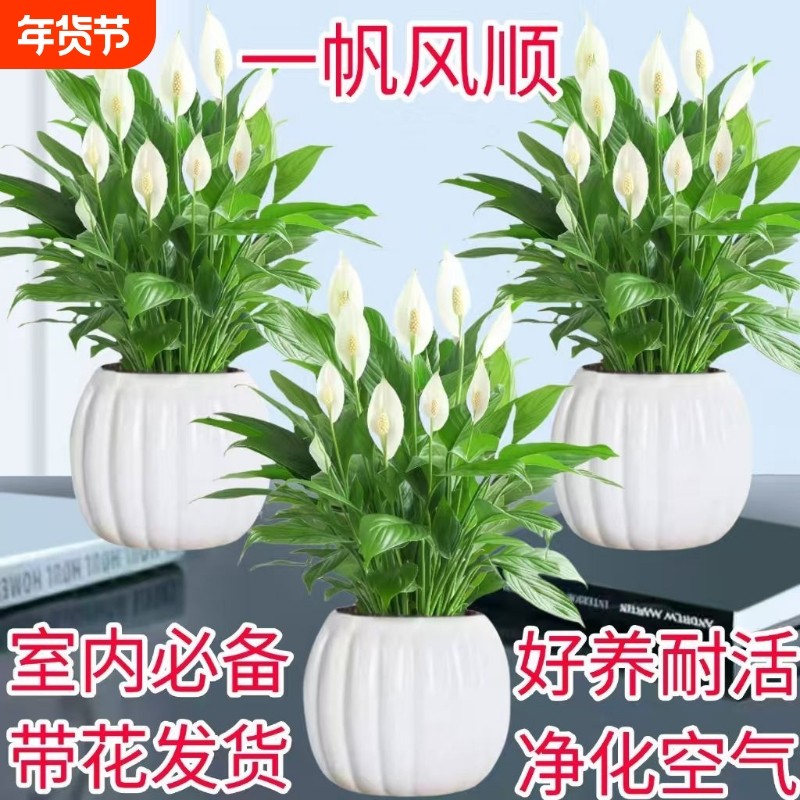 白掌盆栽室内水培植物净化空气四季常青客厅摆放花卉金钱树好养活