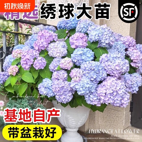 无尽夏绣球花苗|超6000次加购