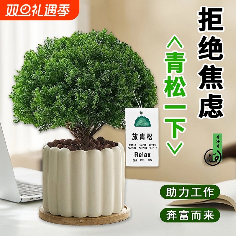 【放青松绿植】雾凇办公室桌面盆栽工位植物摆件四季常青懒人好养