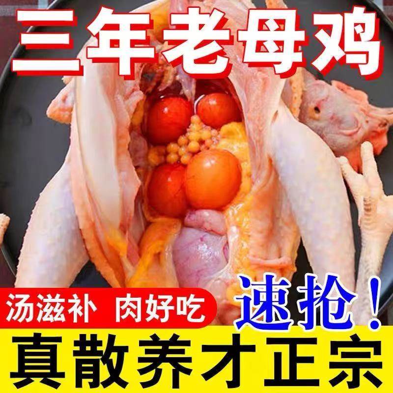 新鲜老母鸡竹林正宗三年走地鸡炖汤黄油母鸡炖煲汤整只冷链发货