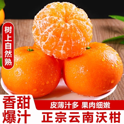 云南宾川高原沃柑新鲜水果当季大理柑橘桔子甜现摘大果果园