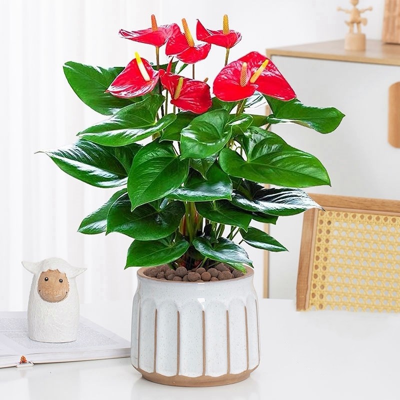 红掌盆栽带花鸿运当头一帆风顺客厅水培植物花卉鲜花绿植多规格