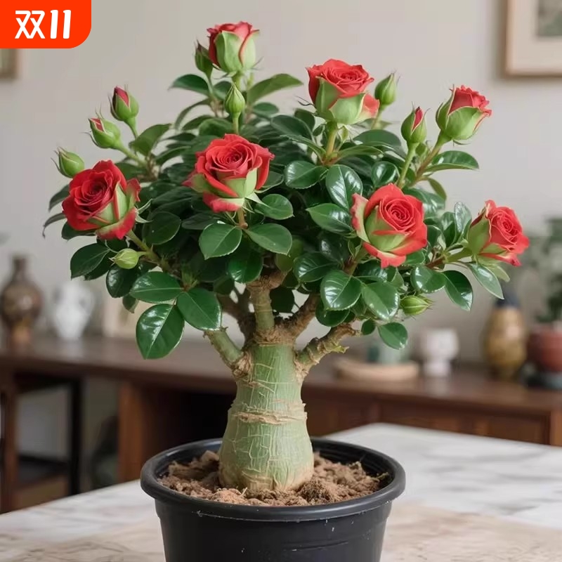 沙漠玫瑰盆栽重瓣四季花老桩大苗庭院阳台耐旱植物易养活当年开花