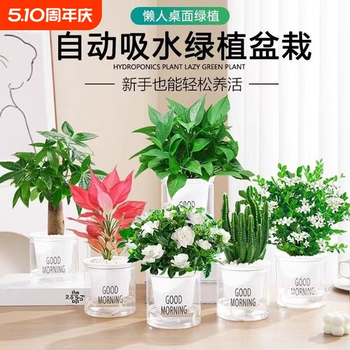绿萝发财树盆栽吊兰多肉办公室内小绿植驱蚊去除甲醛水培植物花卉