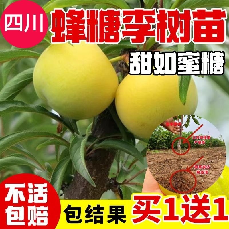 四川正宗嫁接李子树苗南北种植蜂糖李子青脆李子翠红李脆红李庭院