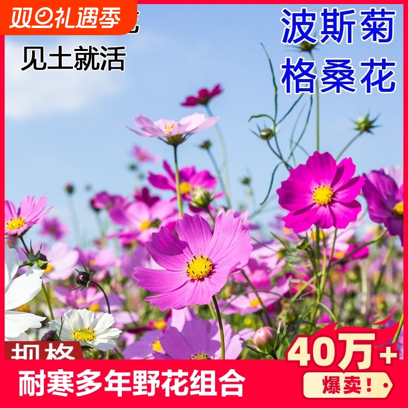 简单易种7天发芽