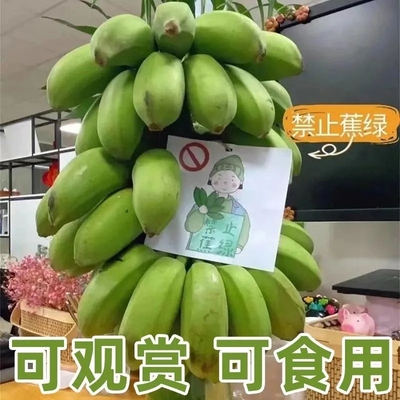 【禁止蕉绿】整串带杆巴蕉9斤花办公室水培小米香蕉3/5斤拒绝蕉绿