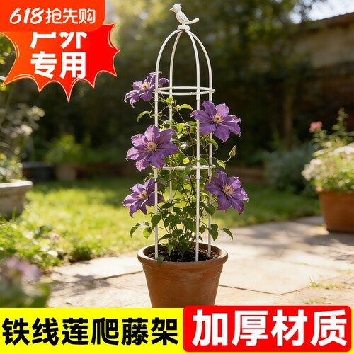 铁线莲爬藤支架花盆园艺支柱