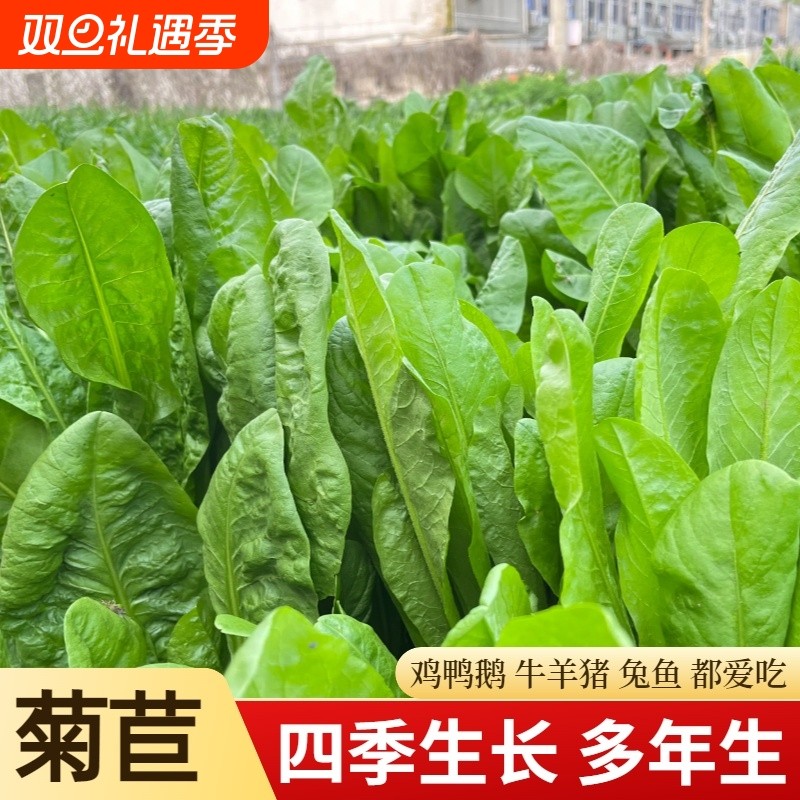 大叶菊苣草种籽多年生四季牧草种子猪菜种子牛羊鱼鸡鸭鹅养殖草籽