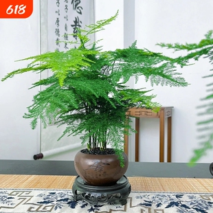 文竹创意舍得盆绿纱盆桌面小盆景办公室茶桌绿植盆栽中式禅意风