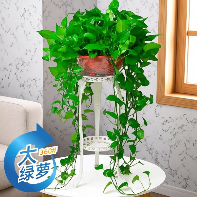 360#长藤绿萝盆栽植物室内绿植吸甲醛净化空气大盆花架土水培客厅