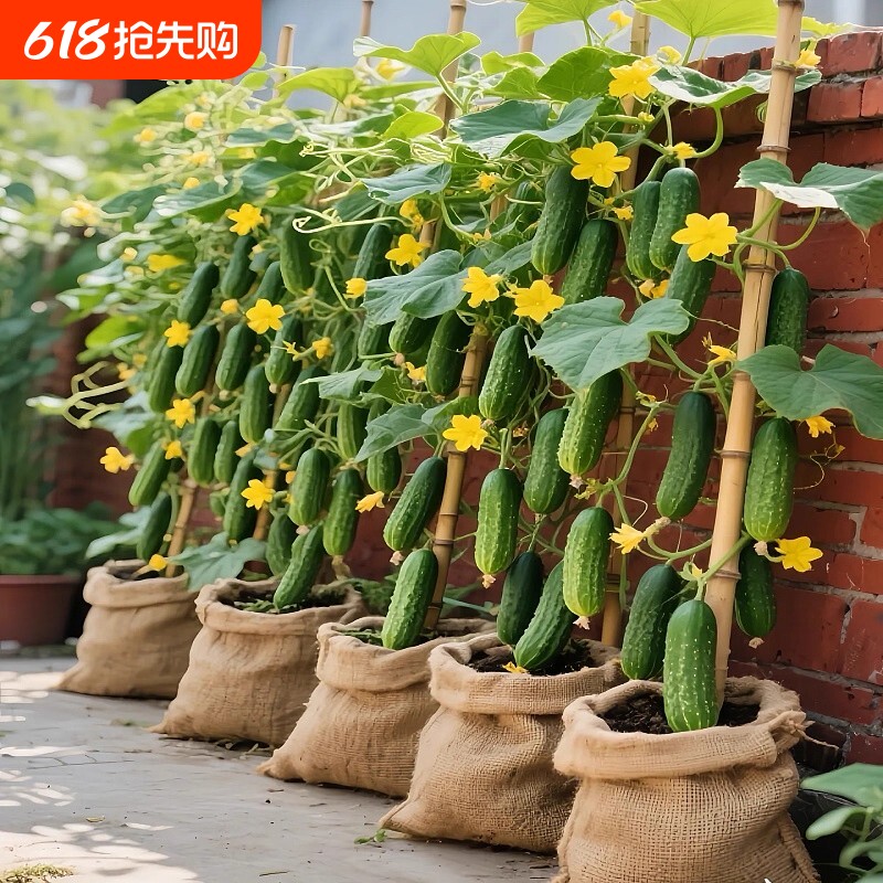 新种子秋黄瓜种子七号绿心水果黄瓜春夏秋播种籽蔬菜高产