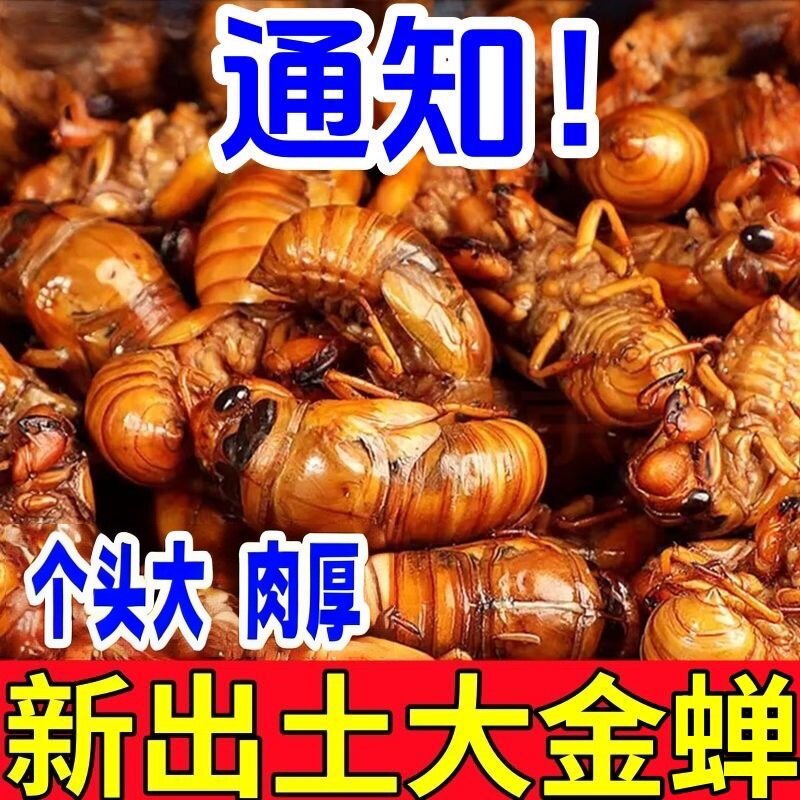 新鲜知了猴野生鲜活速冻金蝉爬叉知了蝉现货美食山东特产批发商用