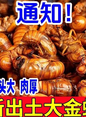 新鲜知了猴野生鲜活速冻金蝉爬叉
