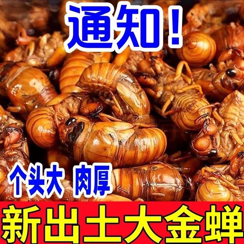 新鲜知了猴野生鲜活速冻金蝉爬叉