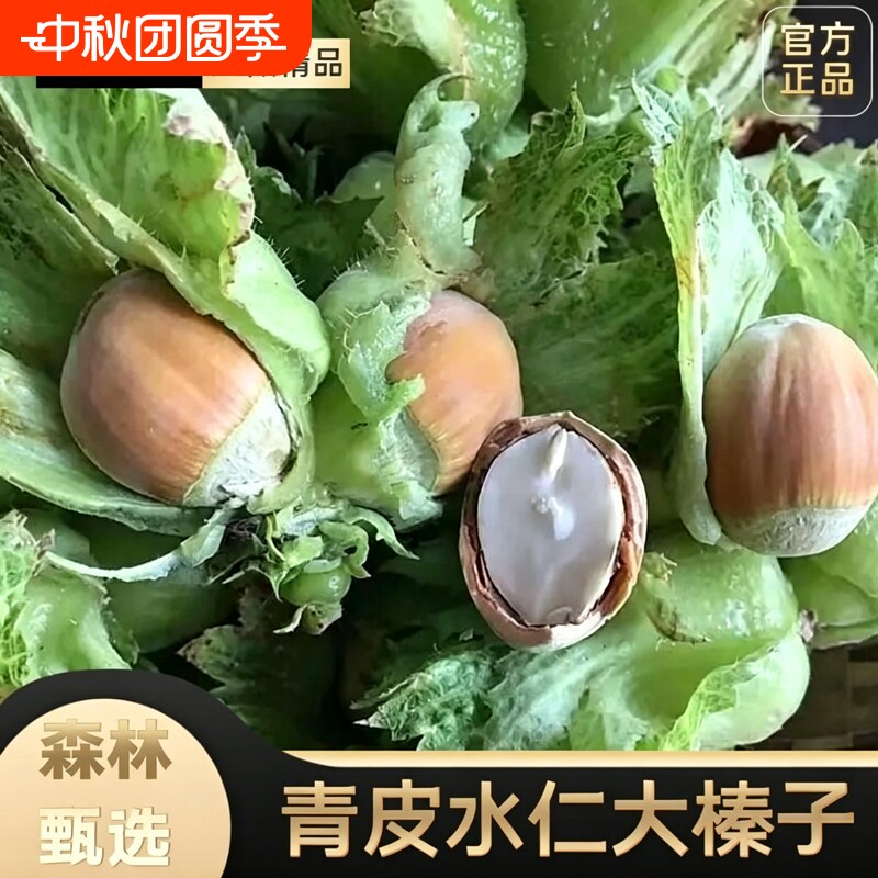 26年新鲜大水瓤去皮水仁生榛子东北大榛子现摘营养榛子坚果新鲜图片