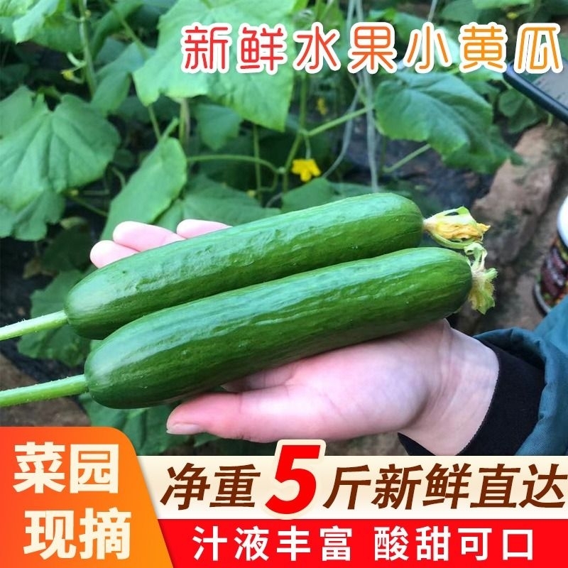 【全网热卖100W+】新鲜水果黄瓜
