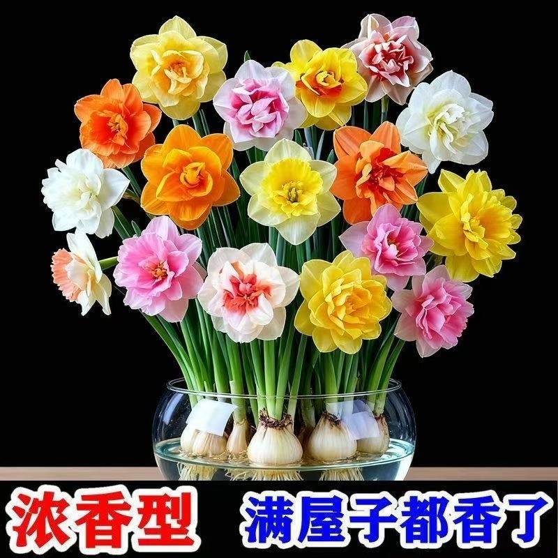 冬季爆款水仙花水培四季开花盆栽耐寒植物室内重瓣客厅阳台花期