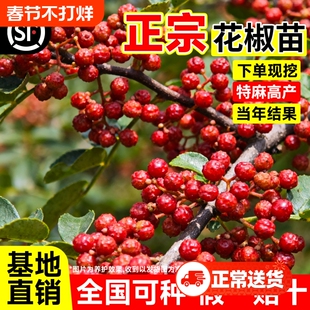 正宗花椒苗树大红袍带土带盆栽老桩四川九叶青花椒树大苗当年结果