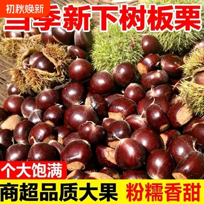 云南板栗新鲜板栗现摘现发当季粉糯大果5斤装包邮毛栗子带皮板栗