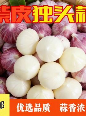 今年现挖云南紫皮独头蒜 鲜辣圆头干蒜头 新鲜耐放 特产蒜