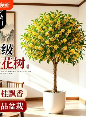 桂花树苗四季桂盆栽浓香客厅室内花卉绿植高级感盆景老桩好养开花