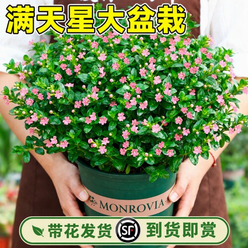 满天星盆栽带花绿植四季开花秋季种花种子植物室内好养花卉适合的