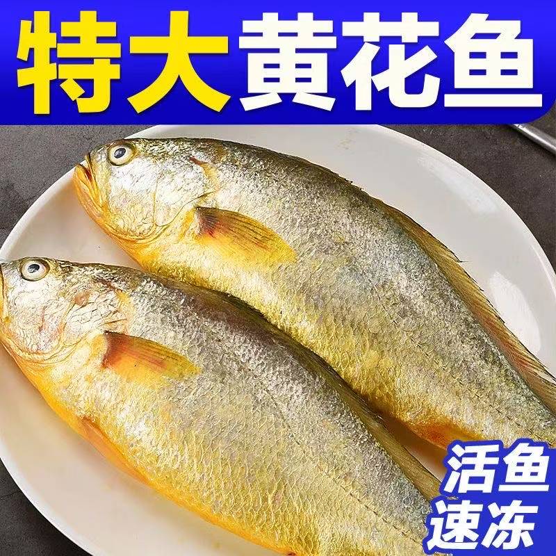 宁德正宗黄花鱼特大号新鲜冷冻大黄鱼黄瓜鱼海鱼海捕鱼整箱批发