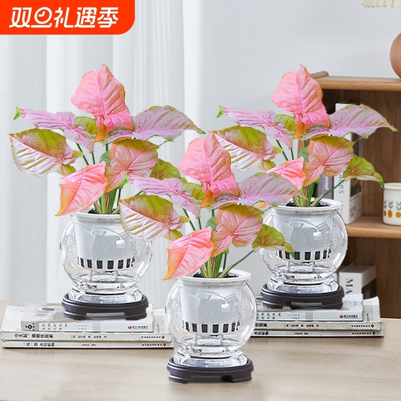 红粉佳人水培植物盆栽室内绿植花卉办公室好养净化空气客厅桌面花